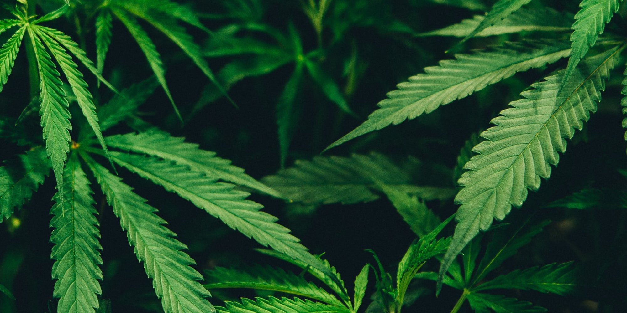 Common Reasons For Taking CBD