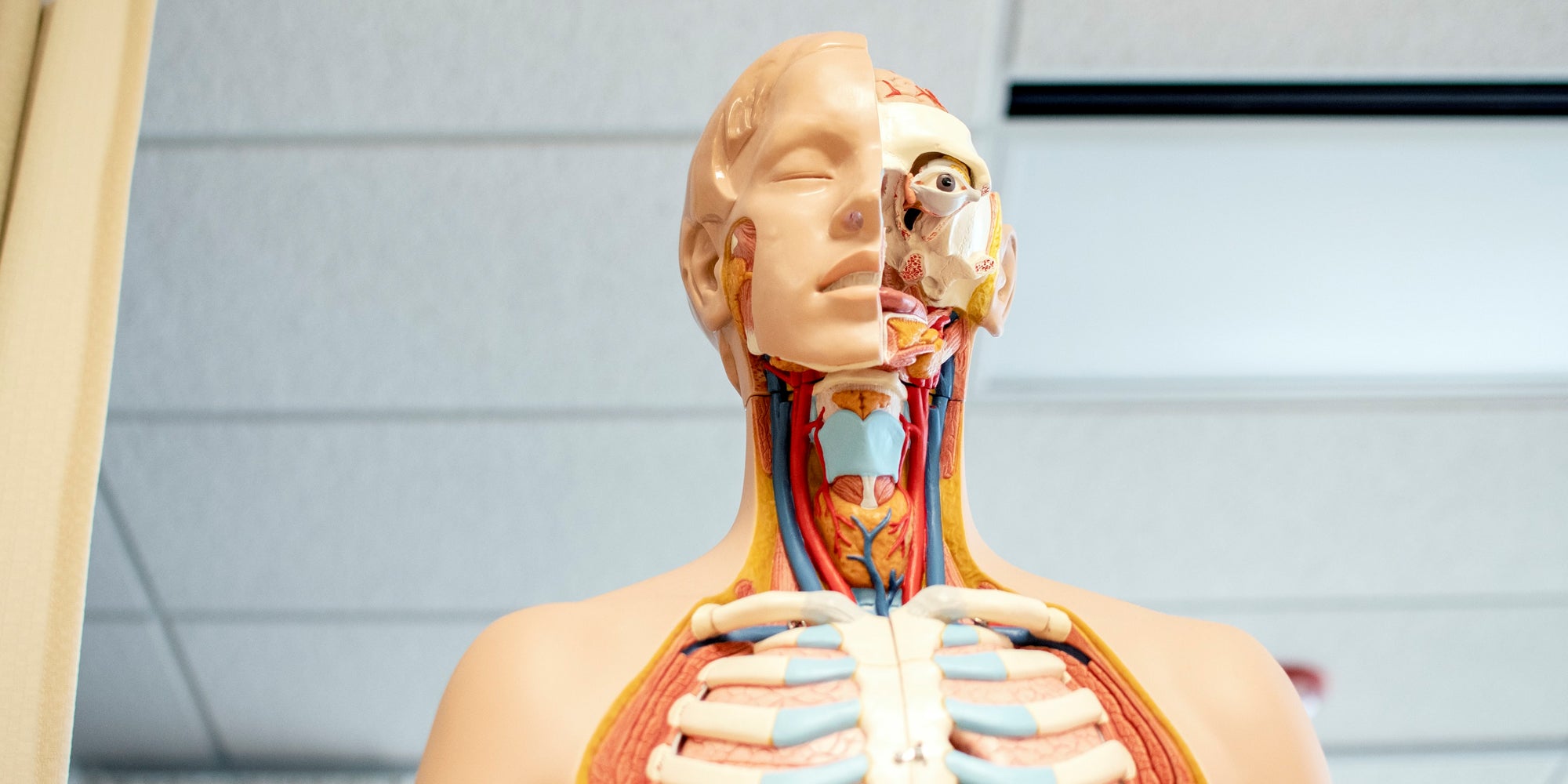 CBD and the Human Endocannabinoid System