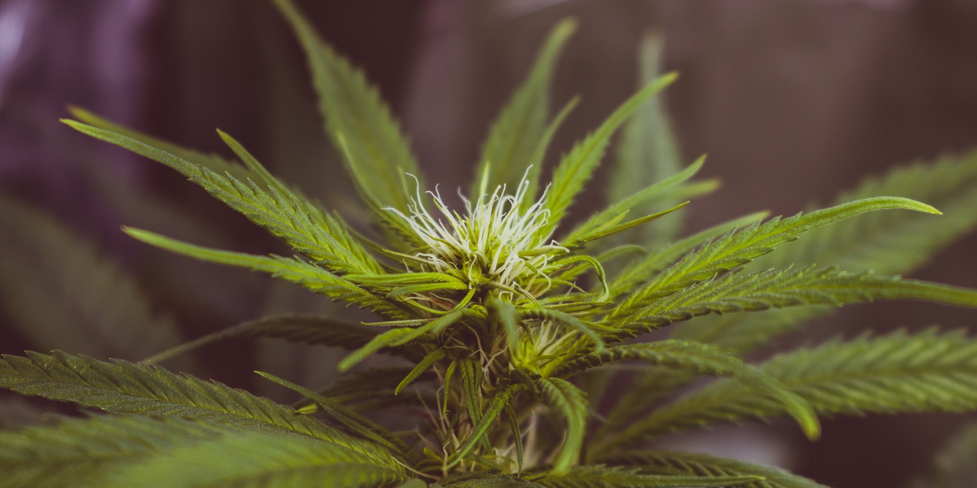 How Long Does CBD Last?