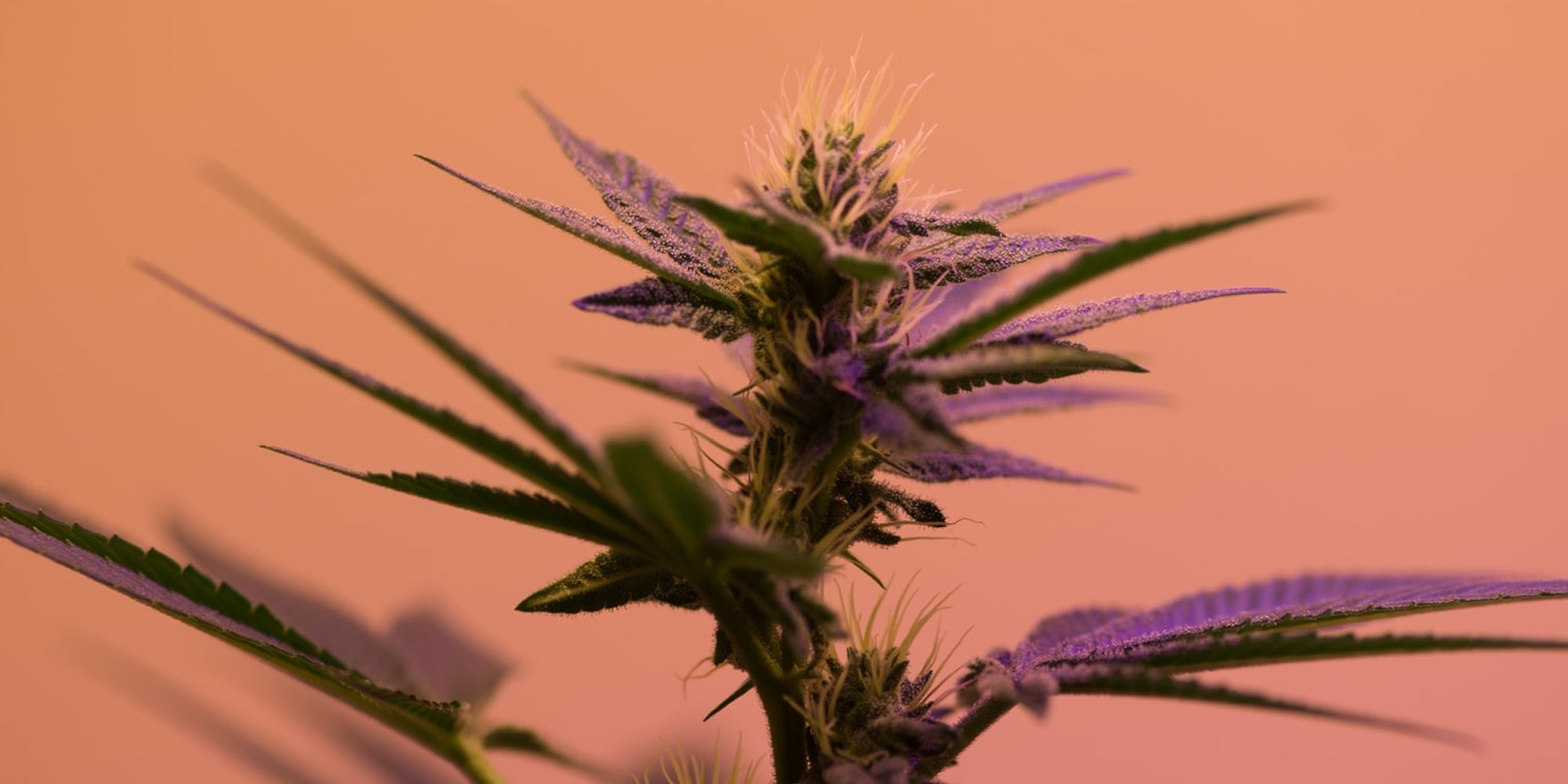 What is CBD?