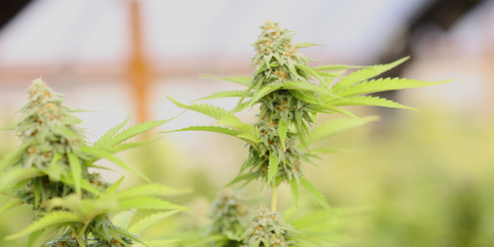 What is THC?