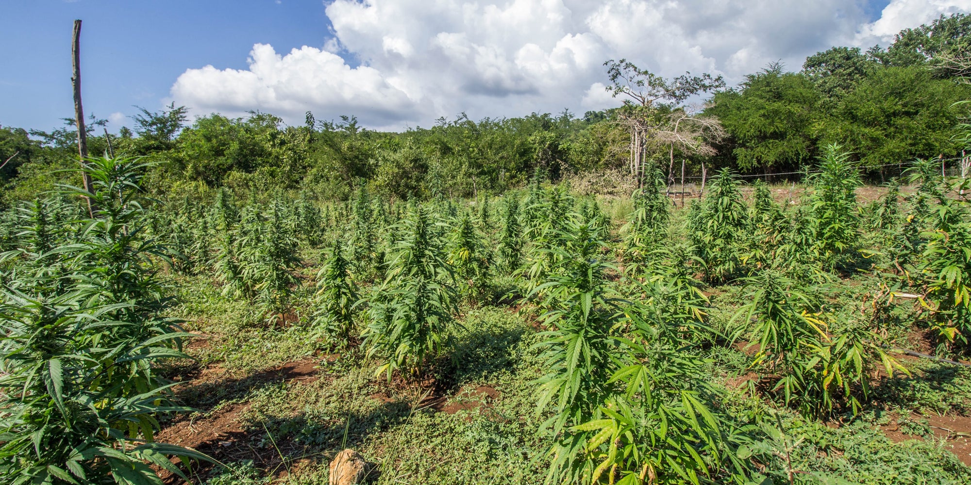 Everything You Should Know About CBD