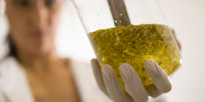 A Guide To CBD Extraction
