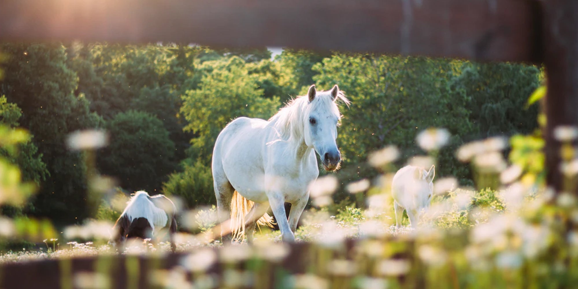 CBD For Horses