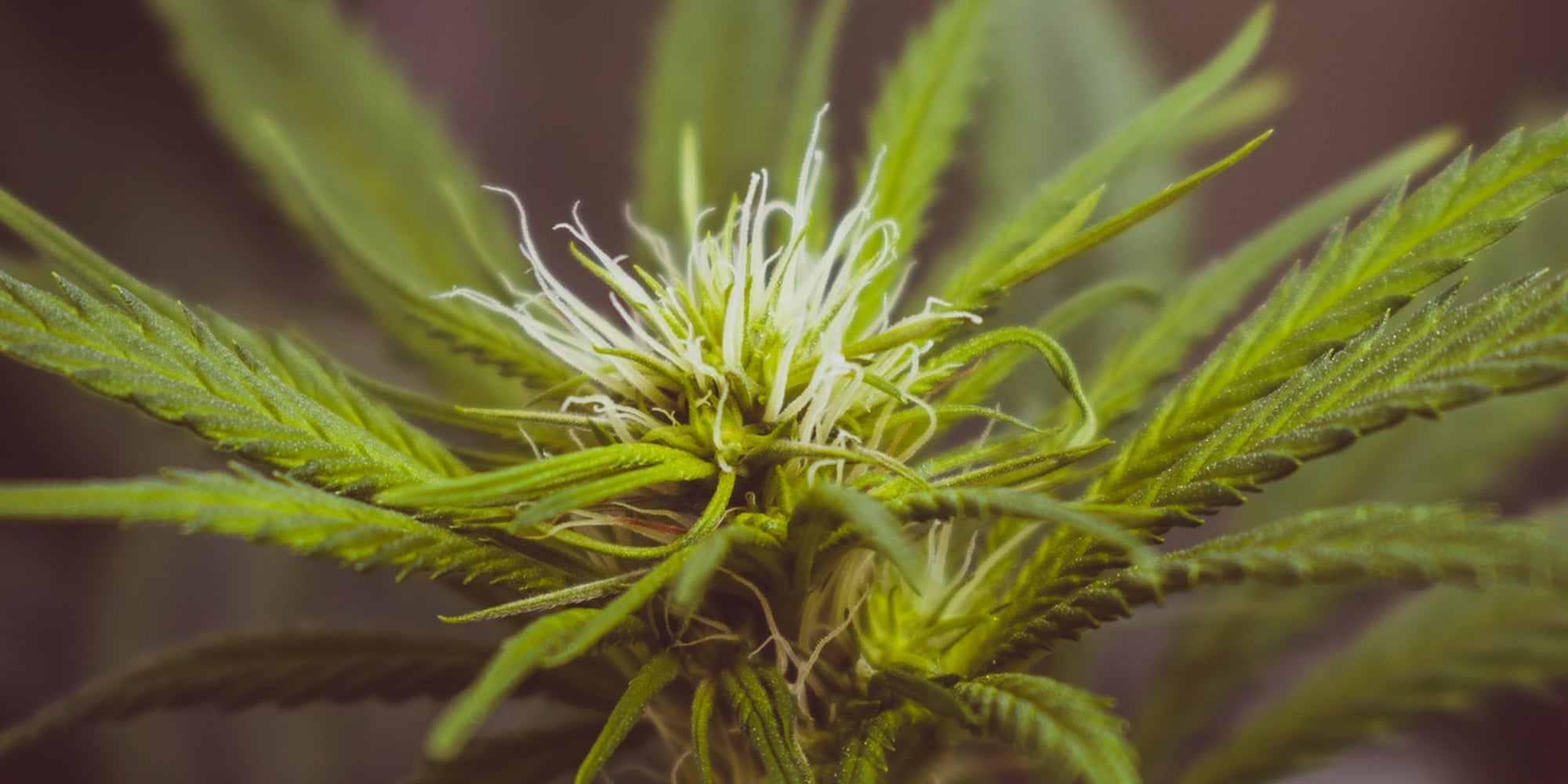 A History of CBD